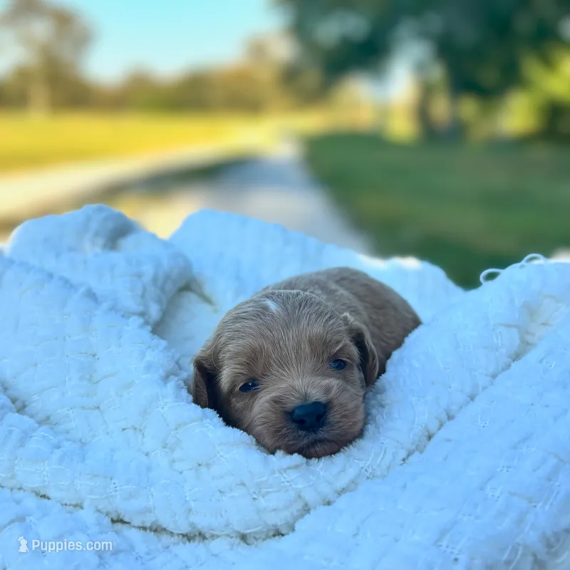 Lillian – Cockapoo puppy for sale in Manchester, TN