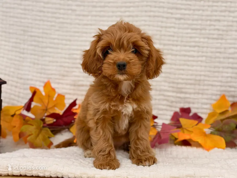 Evie ( Running a Sale of $200 off ) – Cockapoo puppy for sale in Manchester, TN