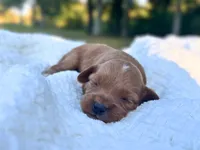 Tessa, a female Cockapoo for sale in Manchester, TN – 1 of 5