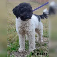 Charlie, a male Poodle - Miniature  for sale in Manchester, TN – Photo 1 of 4