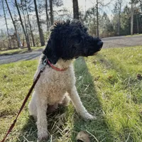 Charlie, a male Poodle - Miniature  for sale in Manchester, TN – Photo 2 of 4