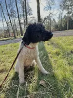 Charlie, a male Poodle - Miniature  for sale in Manchester, TN – Photo 2 of 4