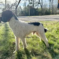 Charlie, a male Poodle - Miniature  for sale in Manchester, TN – Photo 4 of 4