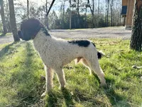 Charlie, a male Poodle - Miniature  for sale in Manchester, TN – Photo 4 of 4