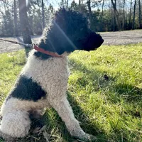 Charlie, a male Poodle - Miniature  for sale in Manchester, TN – Photo 3 of 4