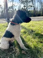 Charlie, a male Poodle - Miniature  for sale in Manchester, TN – Photo 3 of 4
