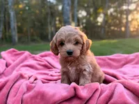 Benny ( Sale of $200 ), a male Cockapoo for sale in Manchester, TN – 5 of 10
