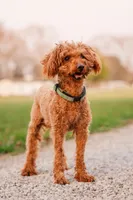 Benny, a male Cockapoo for sale in Manchester, TN – 4 of 5