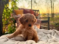 Lillian ( Sale $200 off ), a female Cockapoo for sale in Manchester, TN – 2 of 9