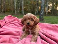 Evie ( Sale of $200 off ), a female Cockapoo for sale in Manchester, TN – 6 of 10
