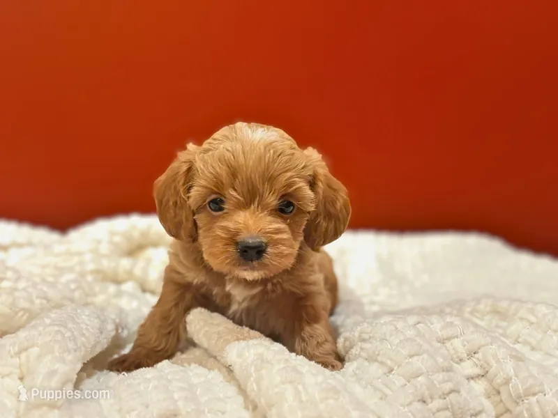 Evie – Cockapoo puppy for sale in Manchester, TN
