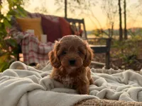 Evie ( Sale of $200 off ), a female Cockapoo for sale in Manchester, TN – 3 of 10