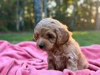 Benny ( Sale of $200 ), a male Cockapoo for sale in Manchester, TN – 6 of 10
