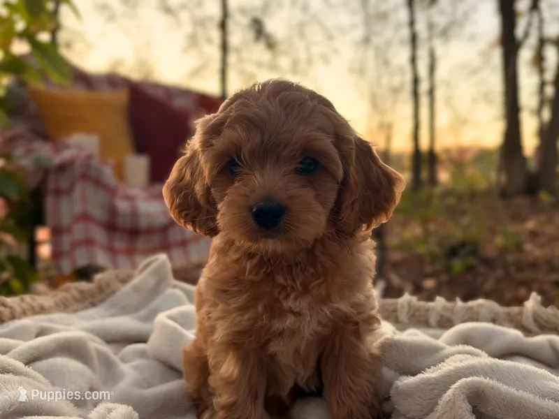 Benny – Cockapoo puppy for sale in Manchester, TN