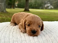 Benny ( Sale of $200 ), a male Cockapoo for sale in Manchester, TN – 9 of 10