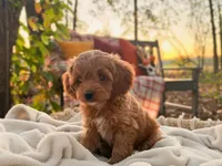 Evie ( Sale of $200 off ), a female Cockapoo for sale in Manchester, TN – 2 of 10