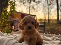 Benny ( Sale of $200 ), a male Cockapoo for sale in Manchester, TN – 3 of 10