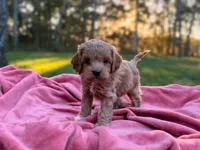 Lewis ( Sale $200 off ), a male Cockapoo for sale in Manchester, TN – 5 of 10