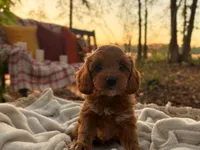 Tessa ( Sale $200 off ), a female Cockapoo for sale in Manchester, TN – 2 of 10