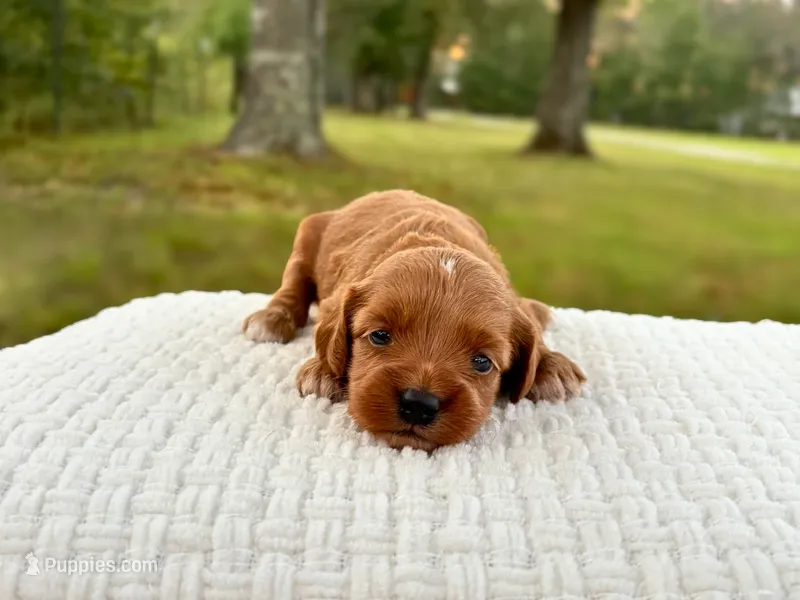 Tessa – Cockapoo puppy for sale in Manchester, TN