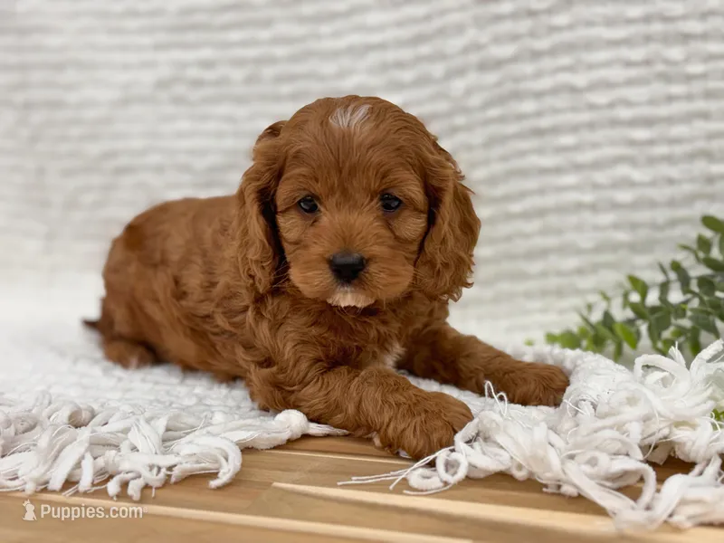 Pete – Cockapoo puppy for sale in Manchester, TN