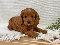 Pete, a male Cockapoo for sale in Manchester, TN – 1 of 10