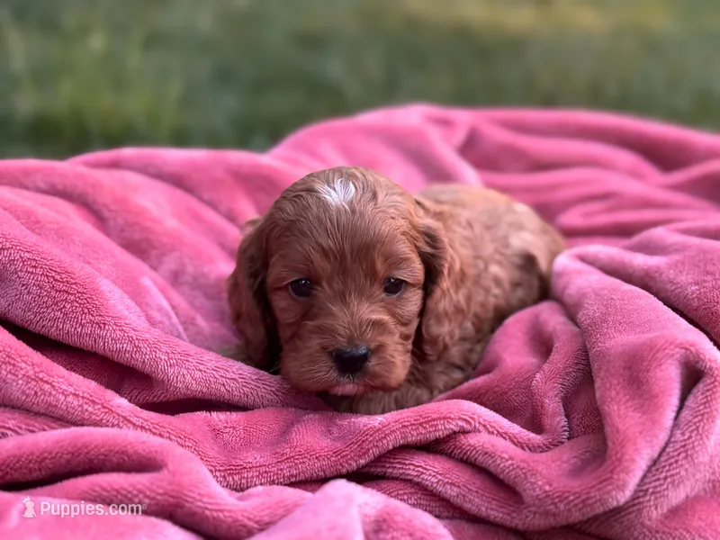 Pete – Cockapoo puppy for sale in Manchester, TN