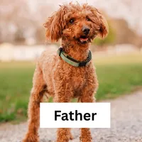 Pete, a male Cockapoo for sale in Manchester, TN – Photo 5 of 5