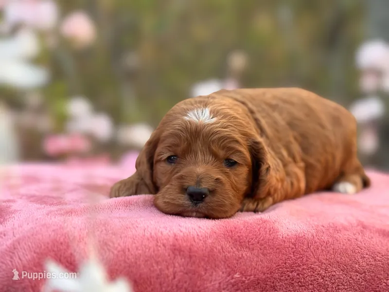 Pete – Cockapoo puppy for sale in Manchester, TN