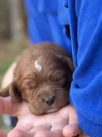 Pete, a male Cockapoo for sale in Manchester, TN – Photo 1 of 5