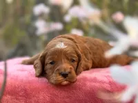 Pete, a male Cockapoo for sale in Manchester, TN – 6 of 10