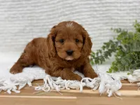 Pete, a male Cockapoo for sale in Manchester, TN – 2 of 10