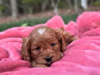 Pete, a male Cockapoo for sale in Manchester, TN – 4 of 10