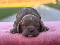Pete, a male Cockapoo for sale in Manchester, TN – Photo 3 of 5