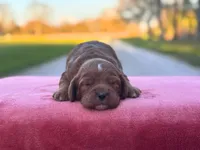 Pete, a male Cockapoo for sale in Manchester, TN – Photo 2 of 5