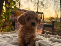 Benny ( Sale of $200 ), a male Cockapoo for sale in Manchester, TN – 2 of 10