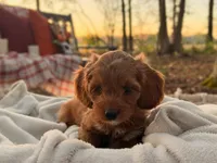 Tessa ( Sale $200 off ), a female Cockapoo for sale in Manchester, TN – 3 of 10