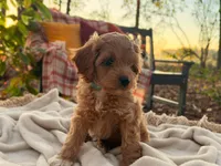 Lewis ( Sale $200 off ), a male Cockapoo for sale in Manchester, TN – 3 of 10