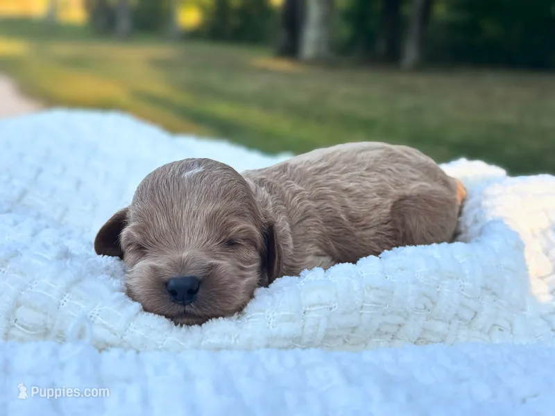 Lewis – Cockapoo puppy for sale in Manchester, TN