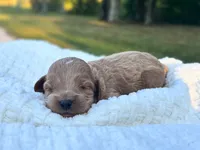 Lewis, a male Cockapoo for sale in Manchester, TN – 1 of 5