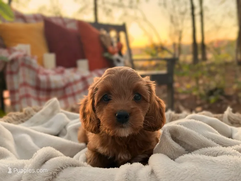 Tessa – Cockapoo puppy for sale in Manchester, TN
