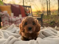 Tessa ( Sale $200 off ), a female Cockapoo for sale in Manchester, TN – 1 of 10