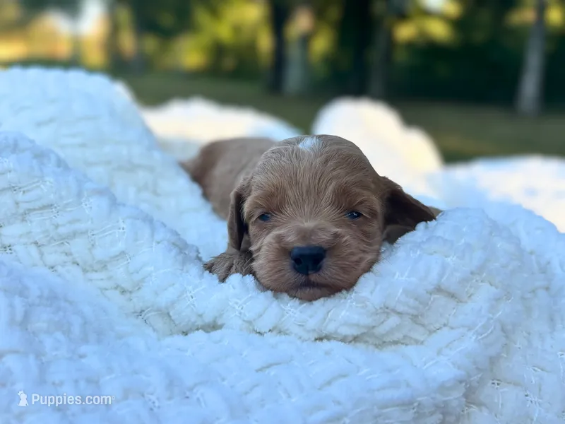 Evie – Cockapoo puppy for sale in Manchester, TN