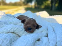 Tessa, a female Cockapoo for sale in Manchester, TN – 2 of 5