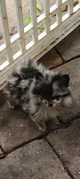 Pepper Ann, a female Pomeranian for sale in Pottstown, PA – Photo 3 of 3