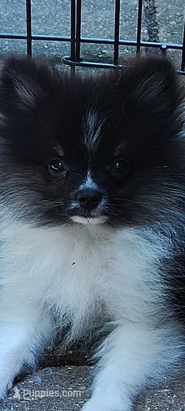 O'Brien – Pomeranian puppy for sale in Pottstown, PA
