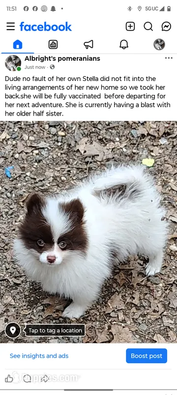 Stella – Pomeranian puppy for sale in Pottstown, PA