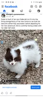 Stella, a female Pomeranian for sale in Pottstown, PA – 1 of 1