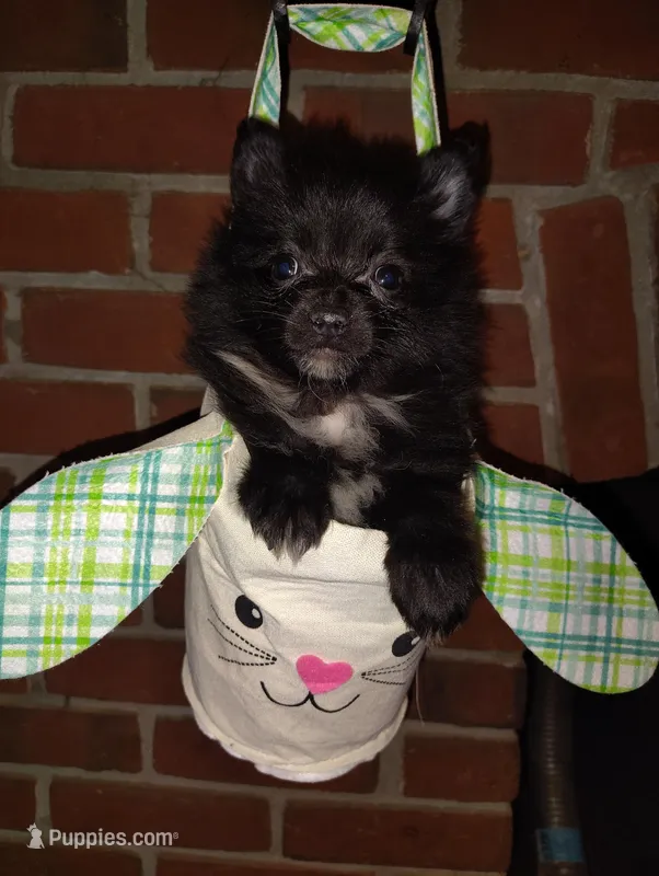 Peter – Pomeranian puppy for sale in Pottstown, PA