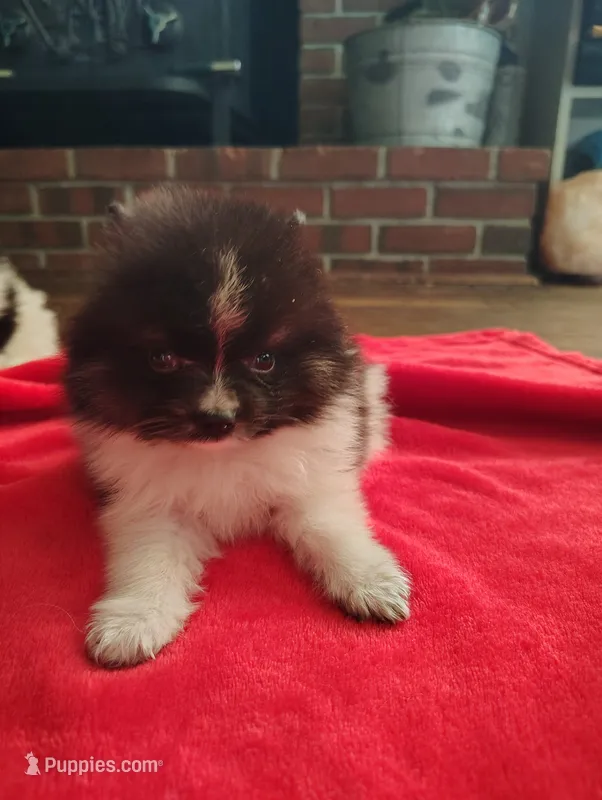 O'Brien – Pomeranian puppy for sale in Pottstown, PA